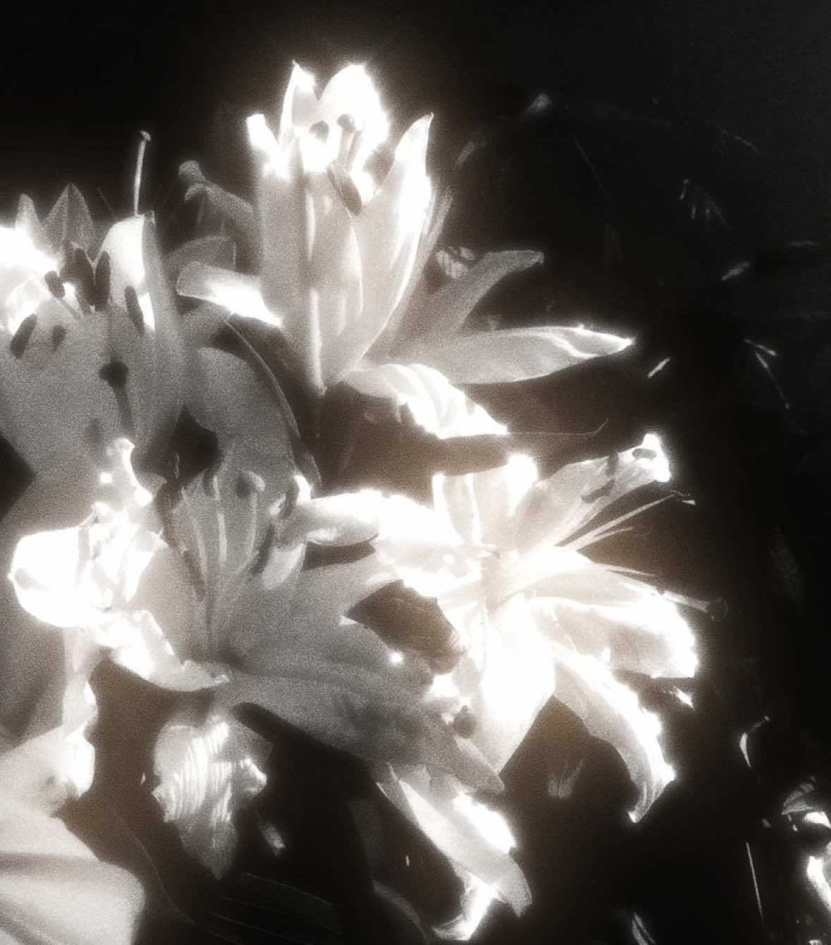 @/ᐠ - ˕ -マ Ⳋ