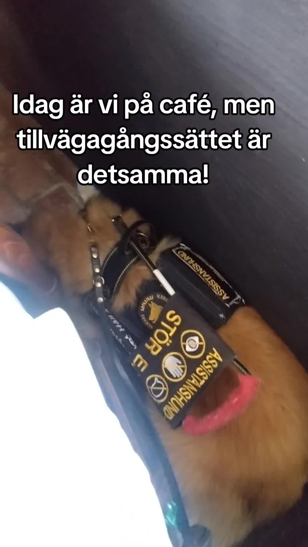 @Fenix-Tervueren AssistanceDog