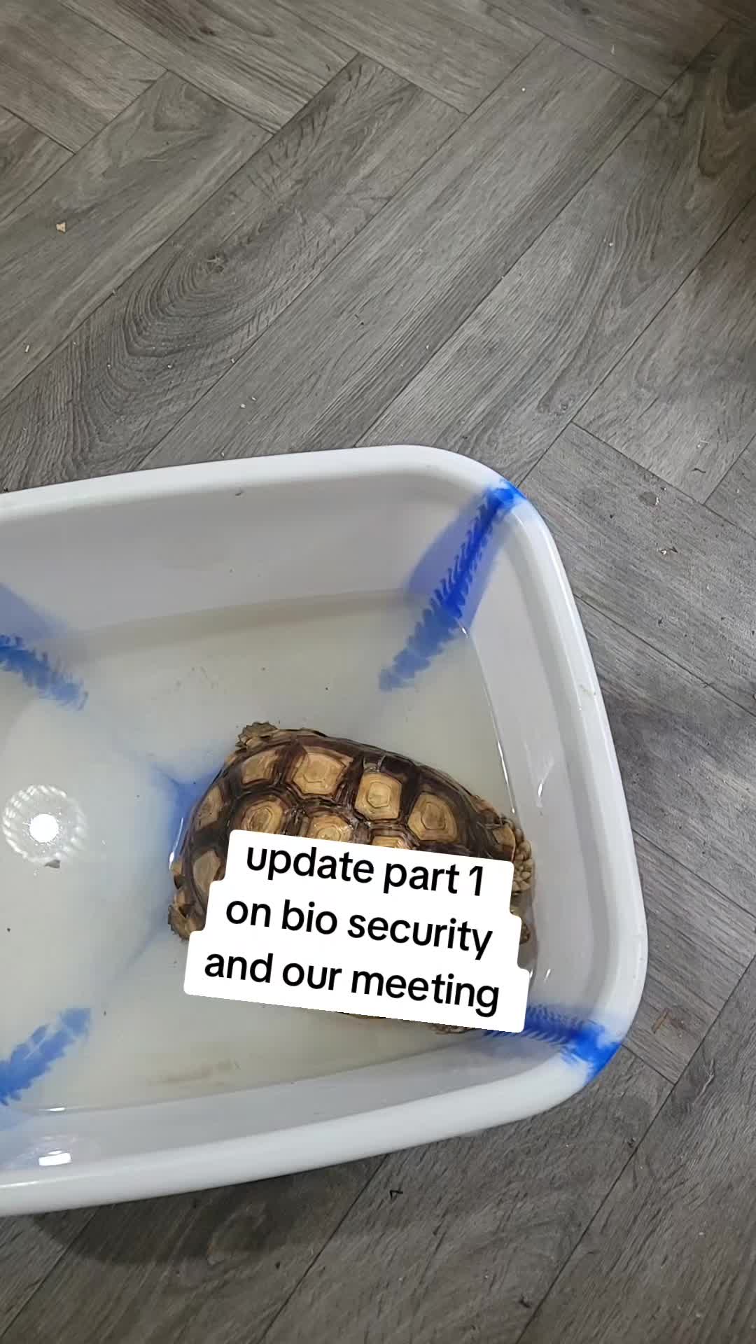 @essex tortoise group