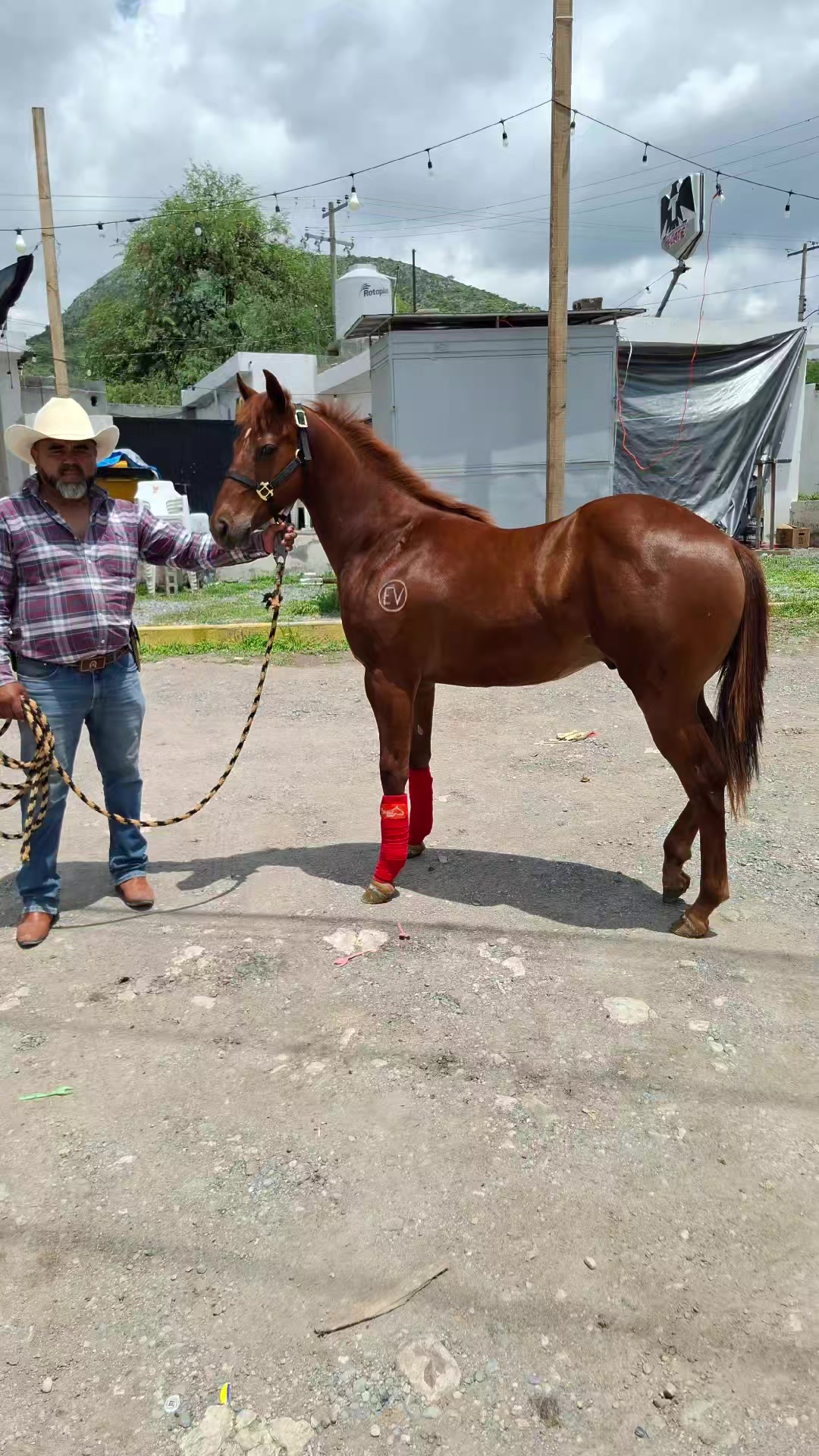 @EvHorses Zacatecas