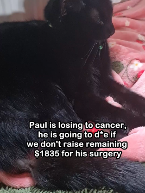 @Saving Paul the brave Cat!