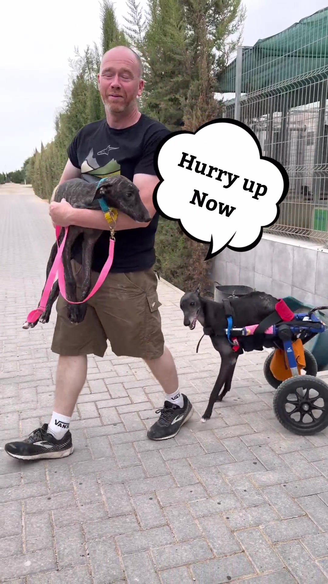 @Galgos del Sol