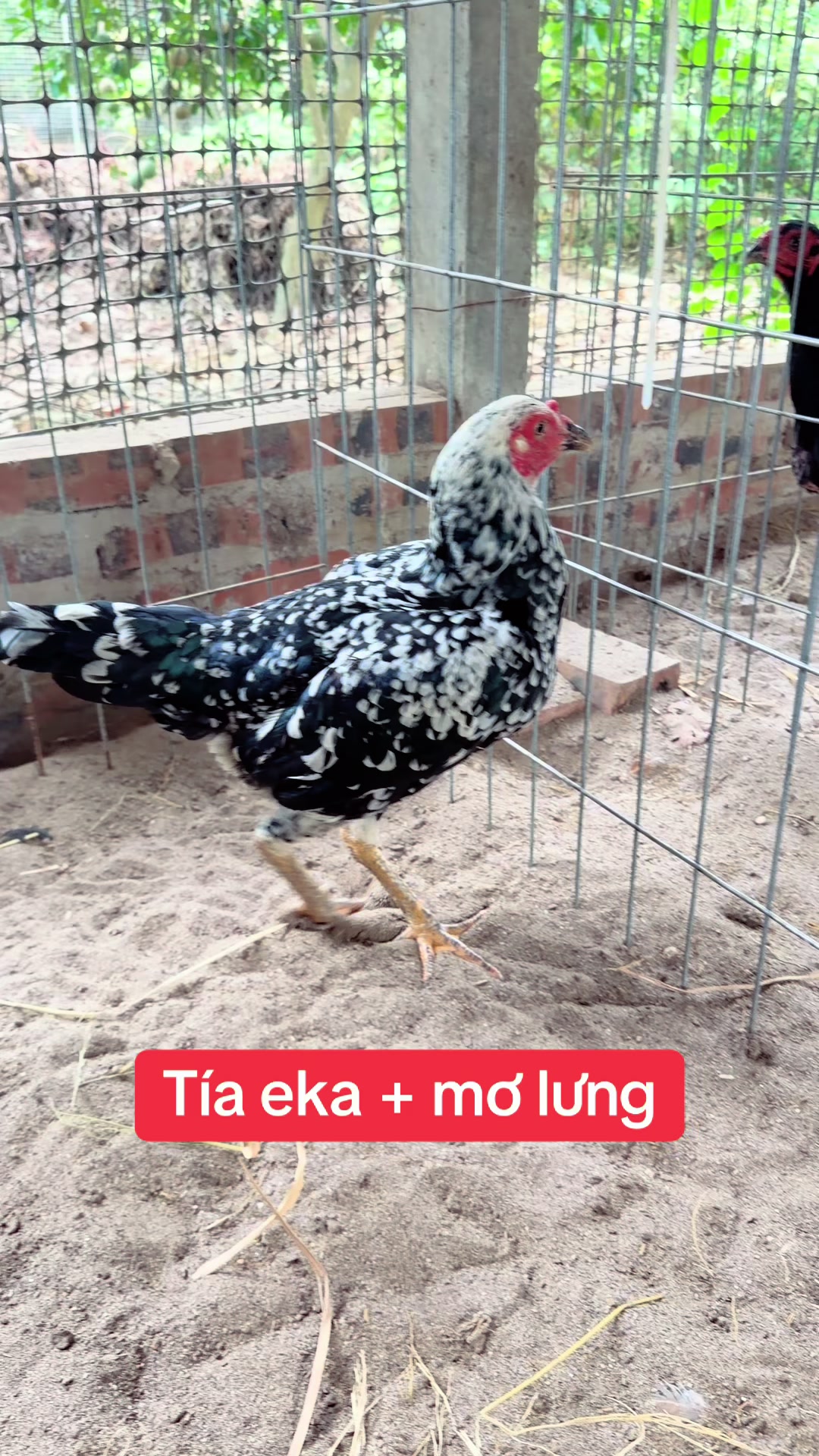 @Quyền Ba V&igrave;