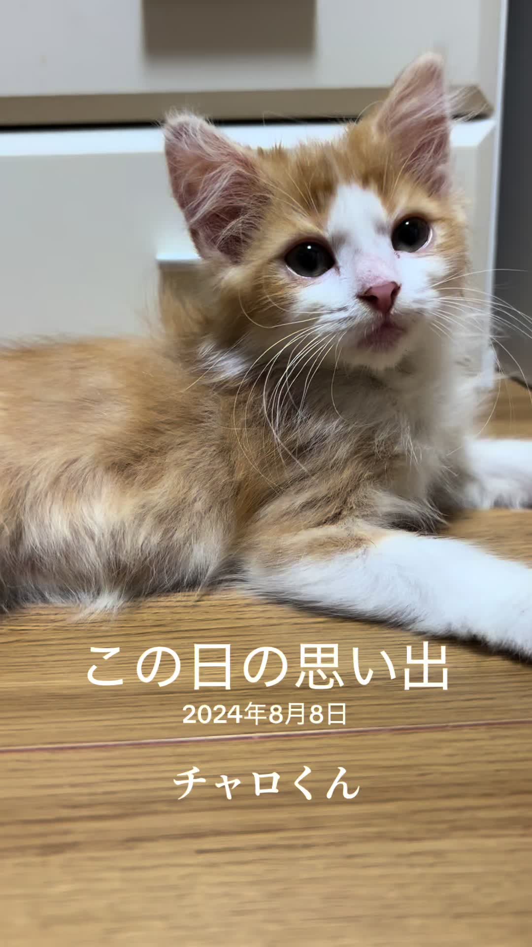 @稲荷弥勒