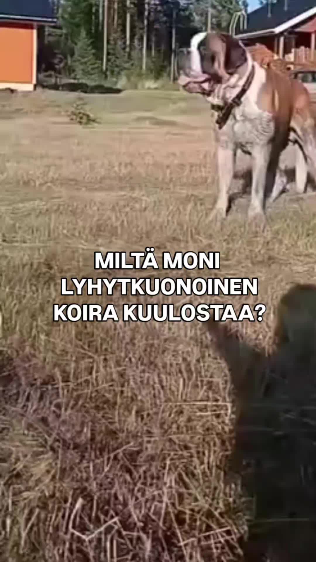 @Kaisa | koirien puolella đ¶