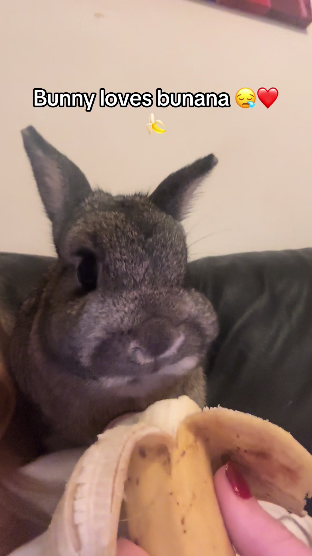 @Olive and Clem 🐰🐰