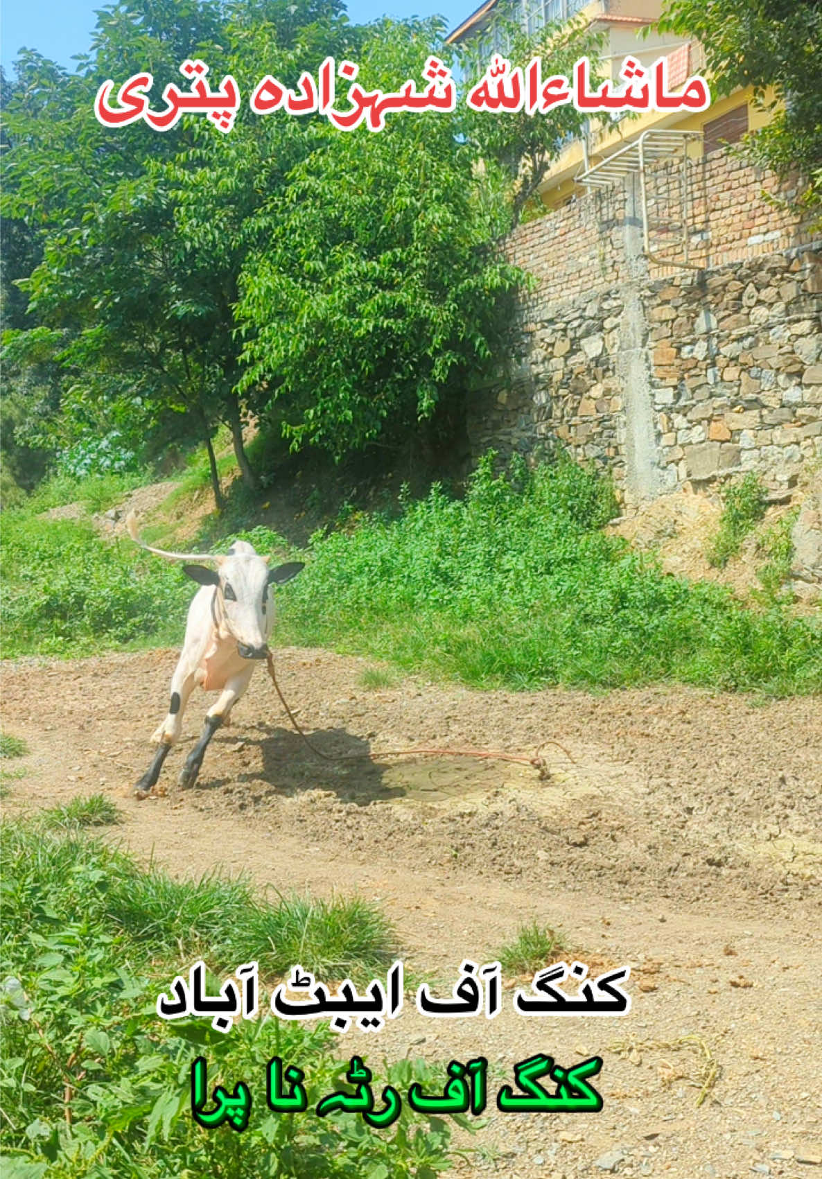@محمد جنید (ایبٹ آباد)