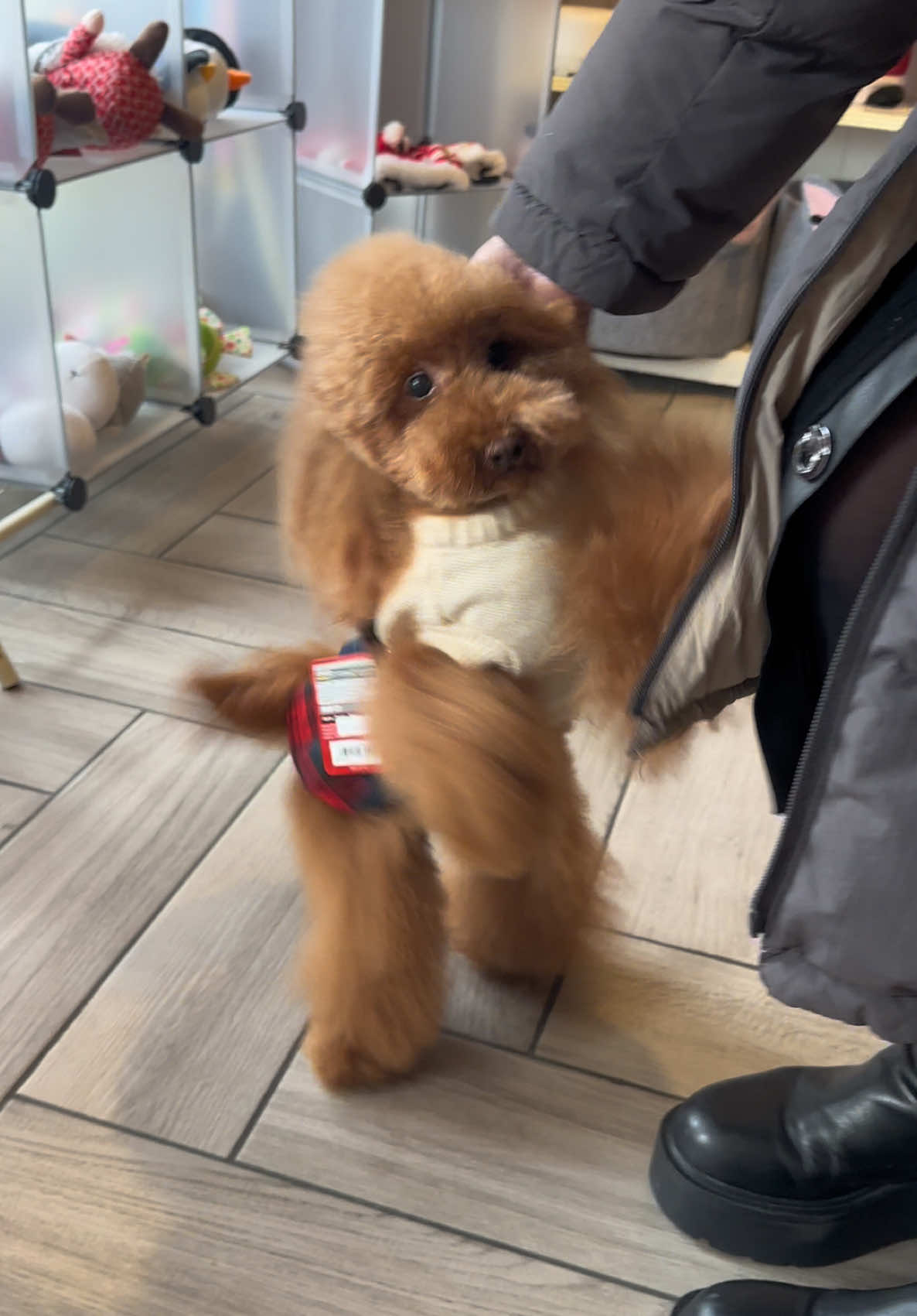 @NewDog Toelettatura & Pet Shop
