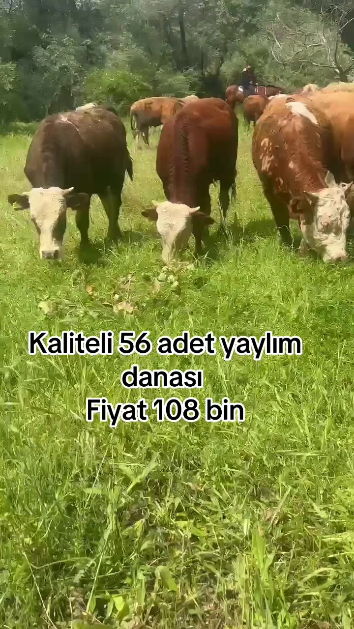 @Ender_yksl0