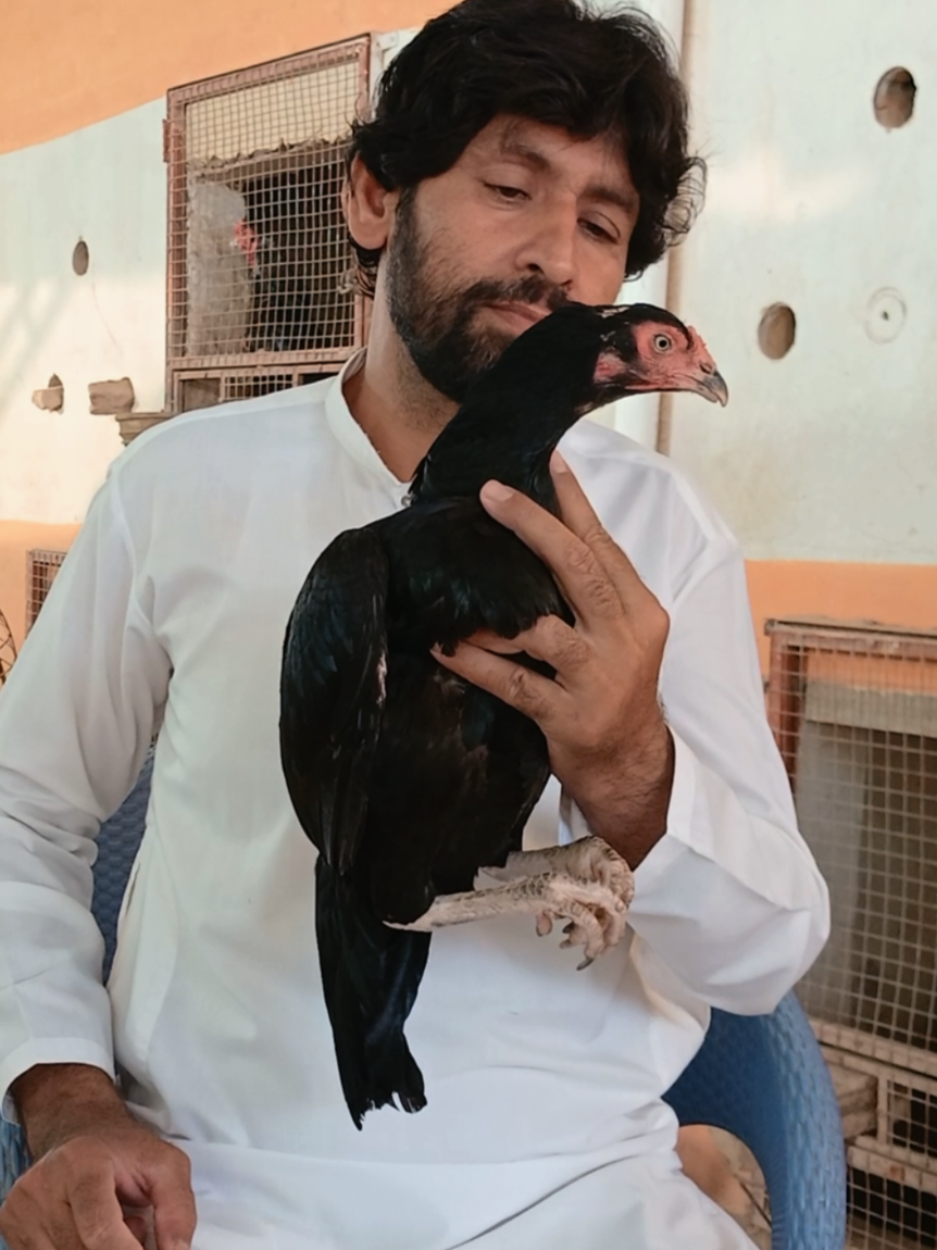 @Sajjad Aseel Farm