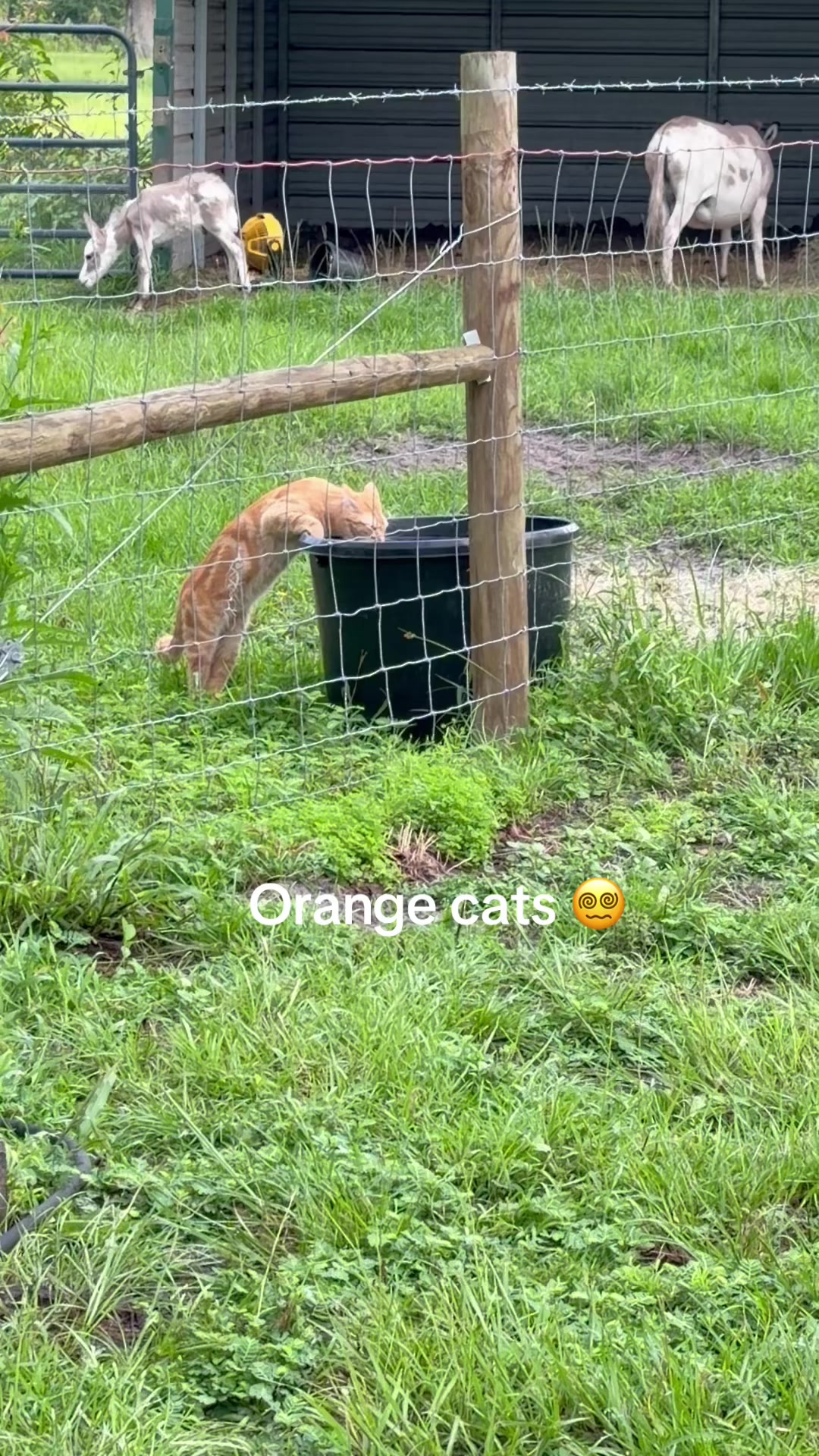 @Kelley Farms