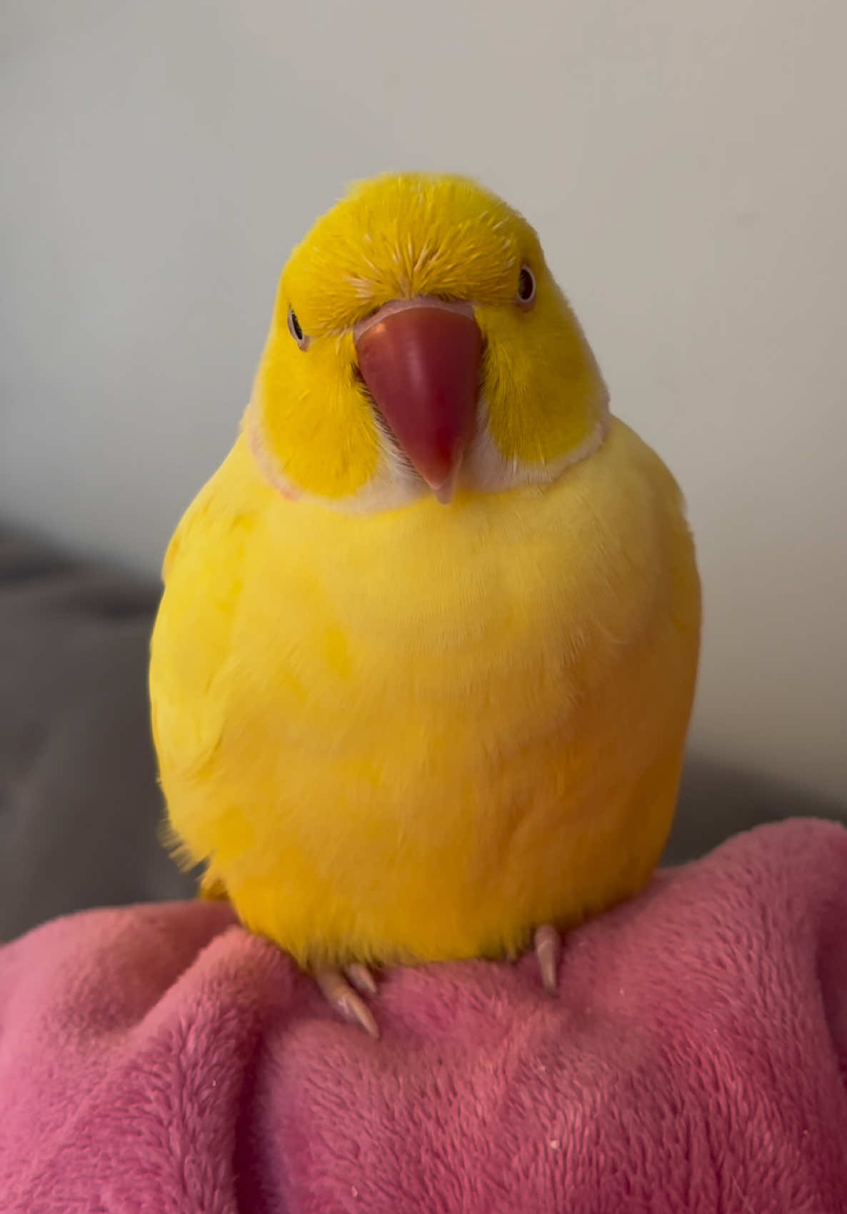 @TWINKIE 🐥