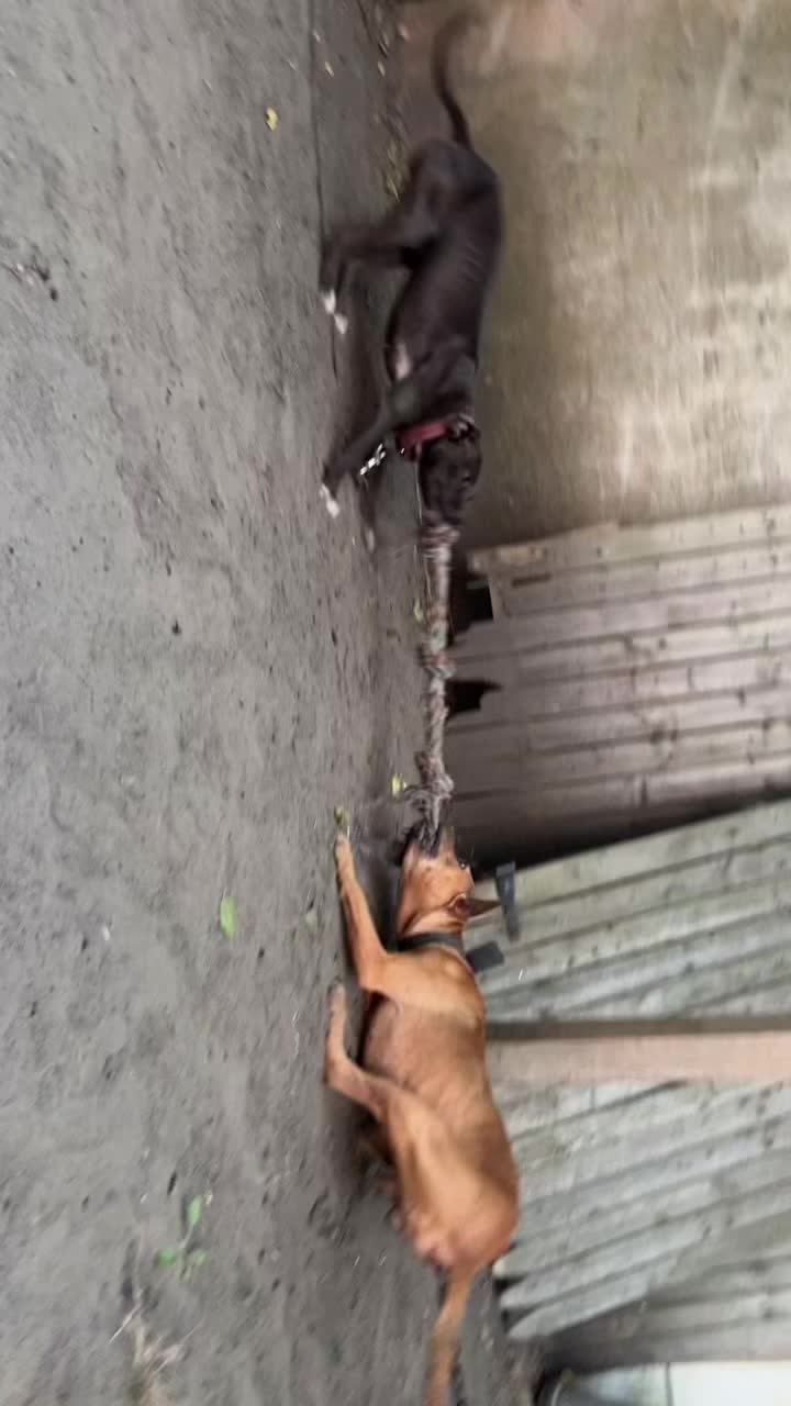 @themreal_hounds