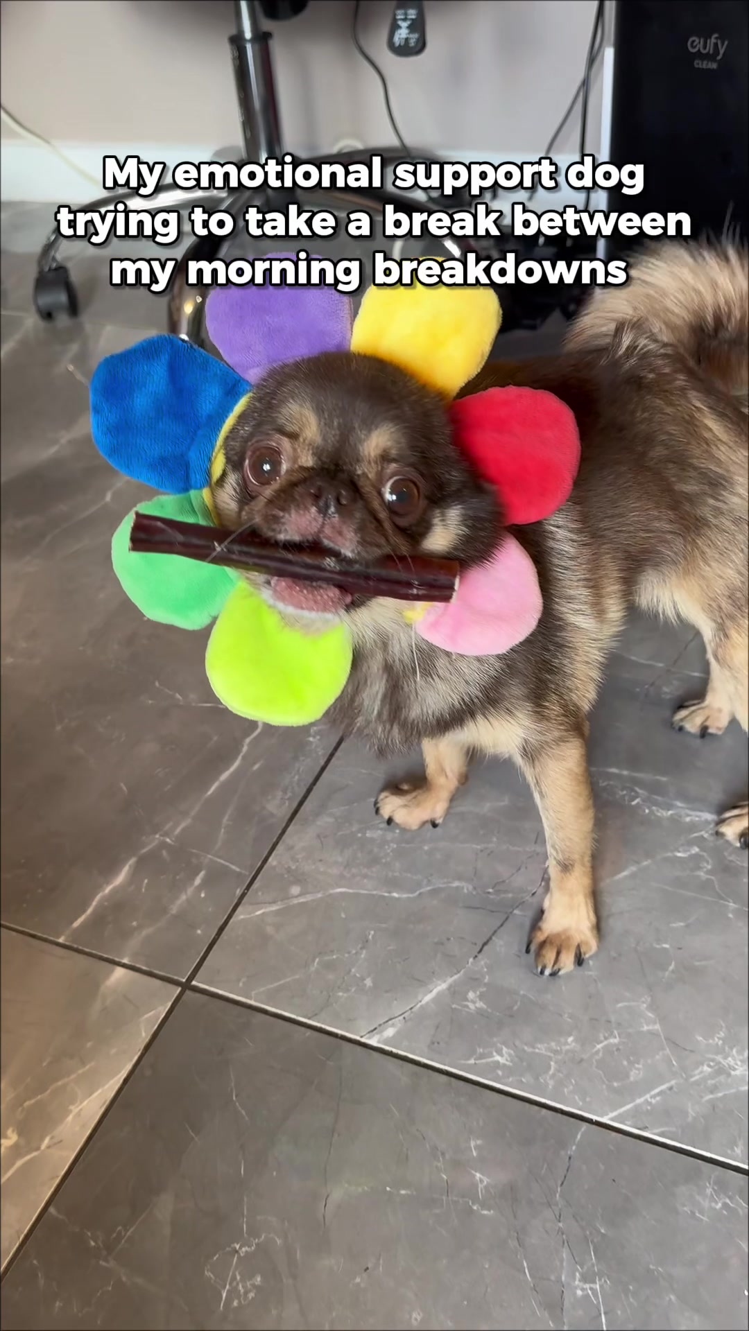 @ChilliThePug
