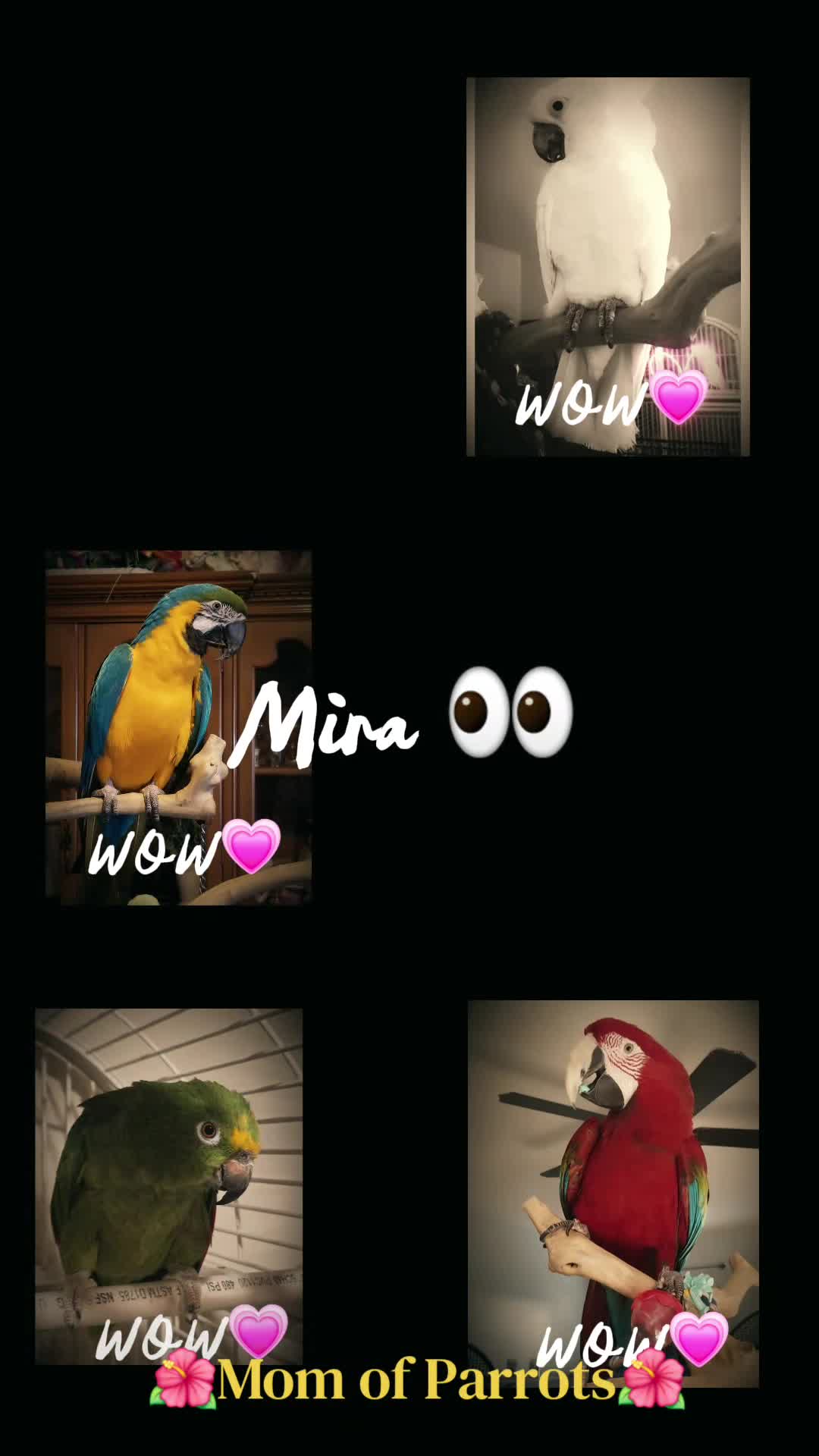 @🦋🇵🇷Mom of Parrots🇵🇷🦋