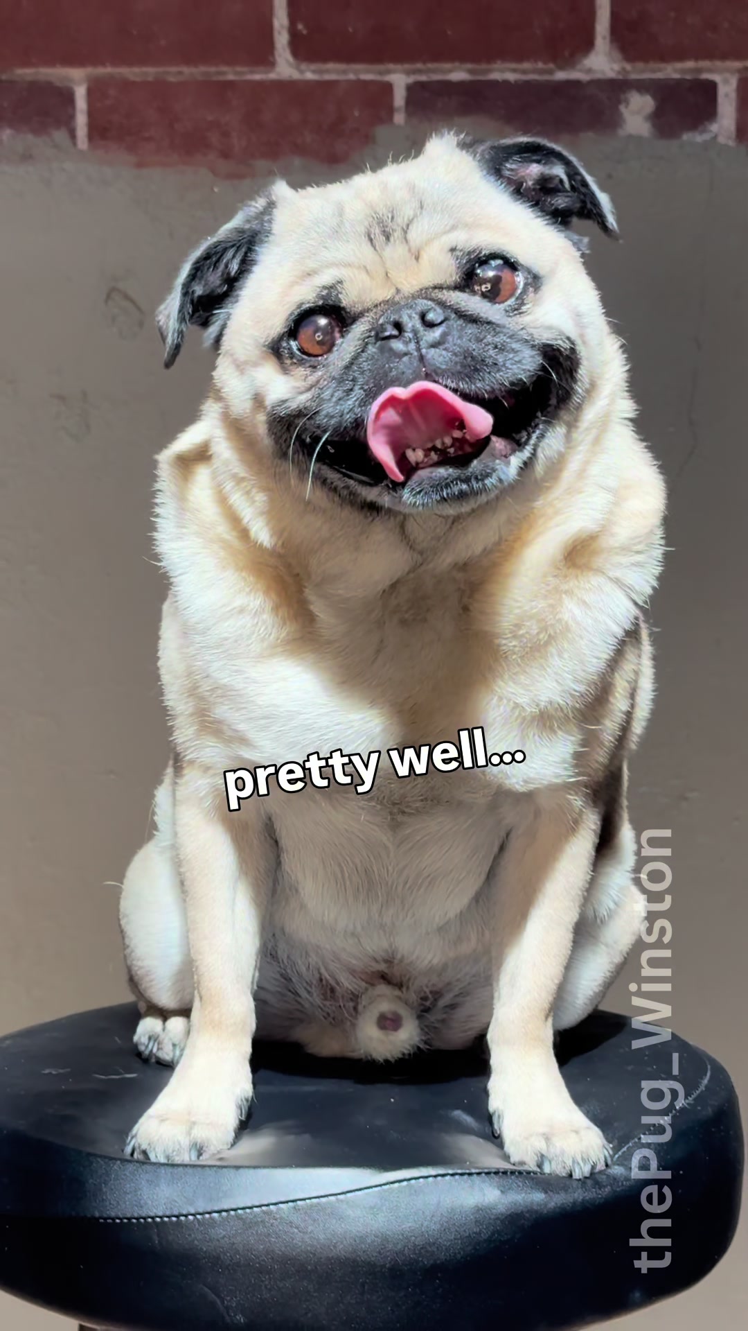 @Winston the Pug