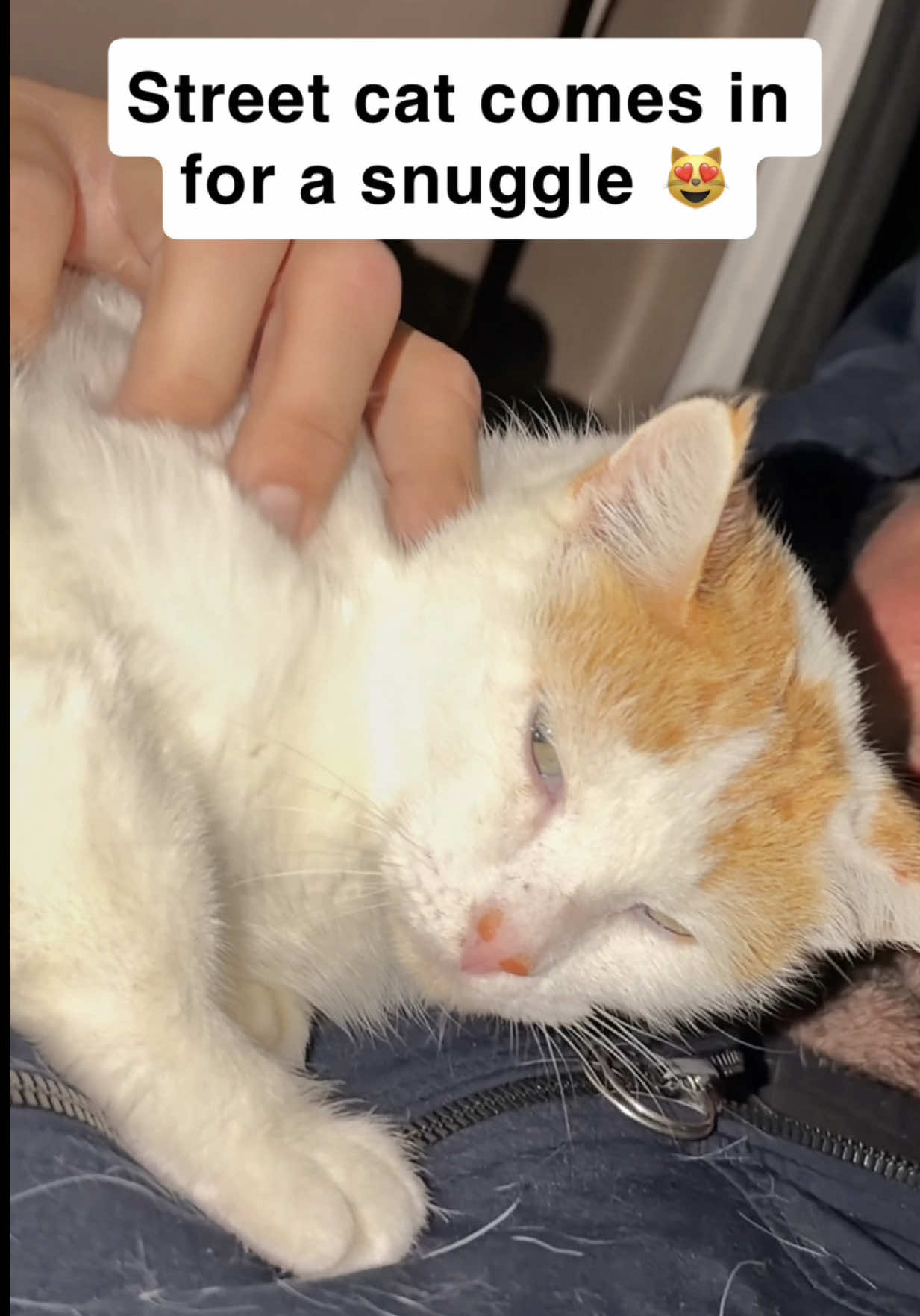 @first class whiskers