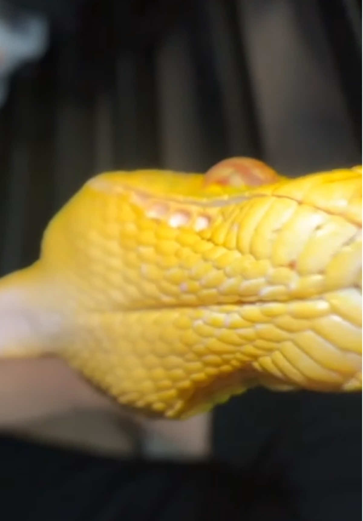 @animalsgonewildd