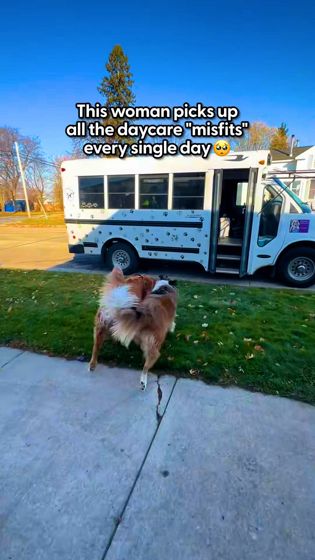 @The Dodo