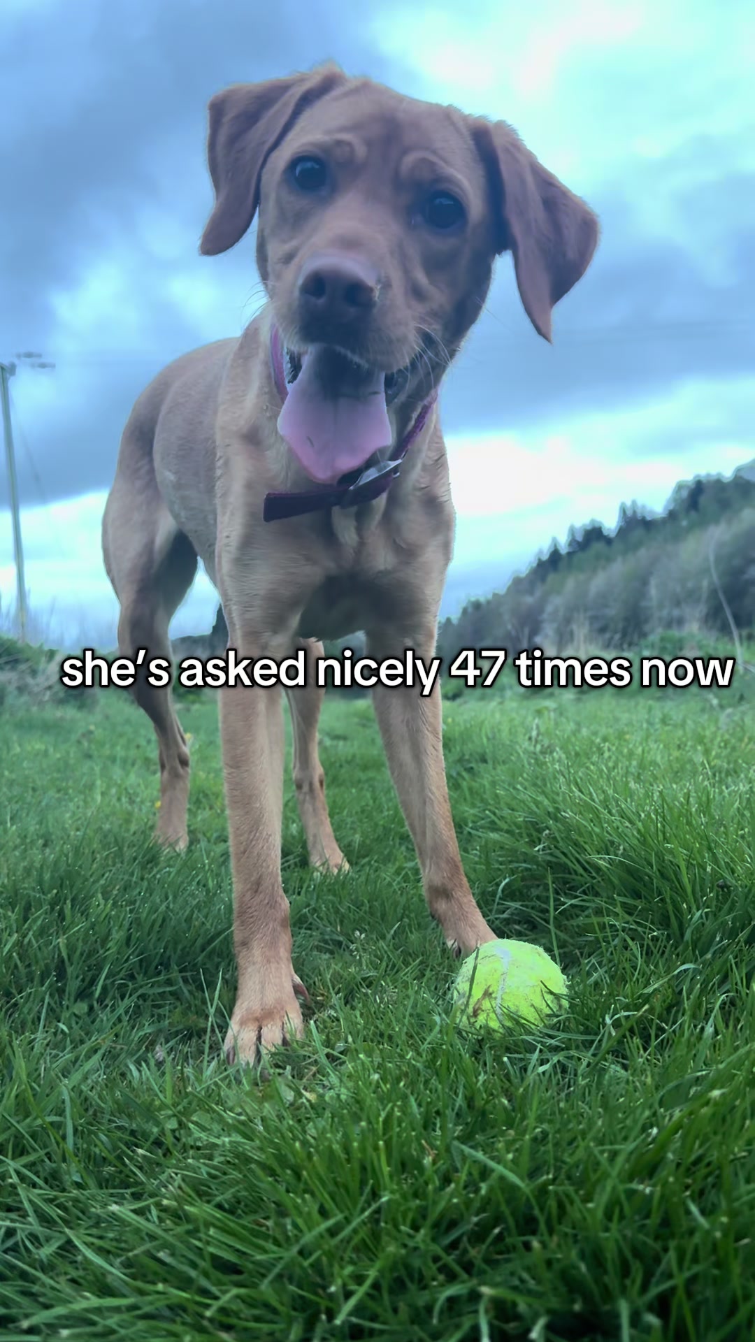 @Paws & Unwind | dog walker