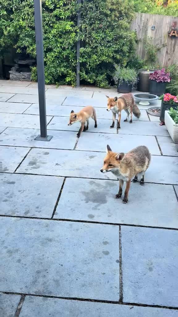 @gp_wildlife
