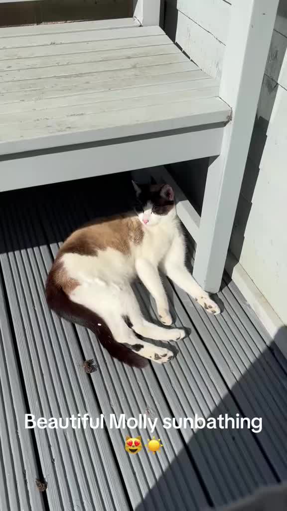 @catlady19570