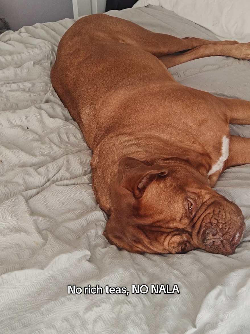 @Diva Dogue Nala