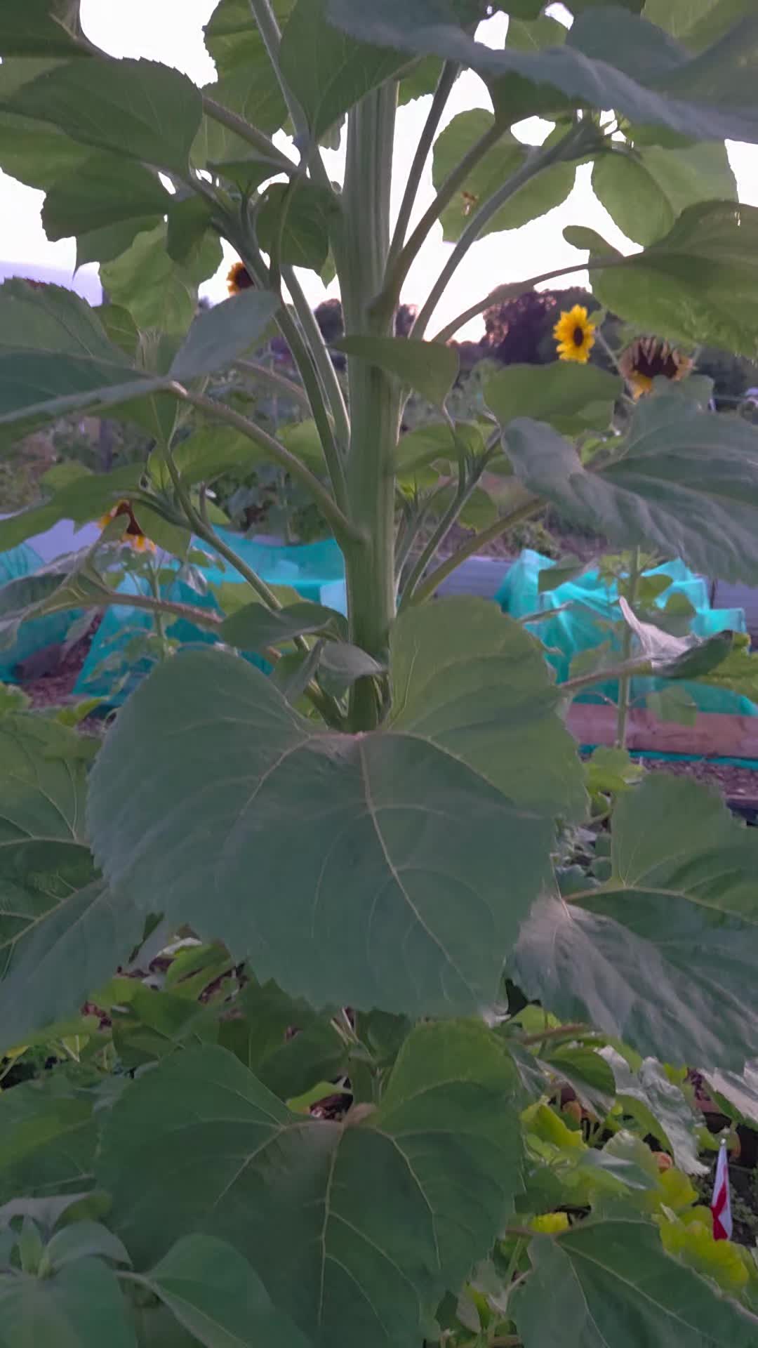 @Carrotman+Co ๐ฅ๐๐ธ
