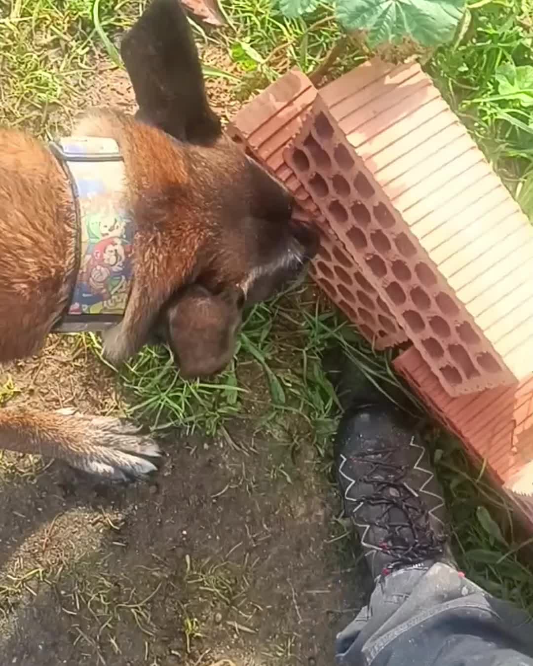 @Rock a Dog