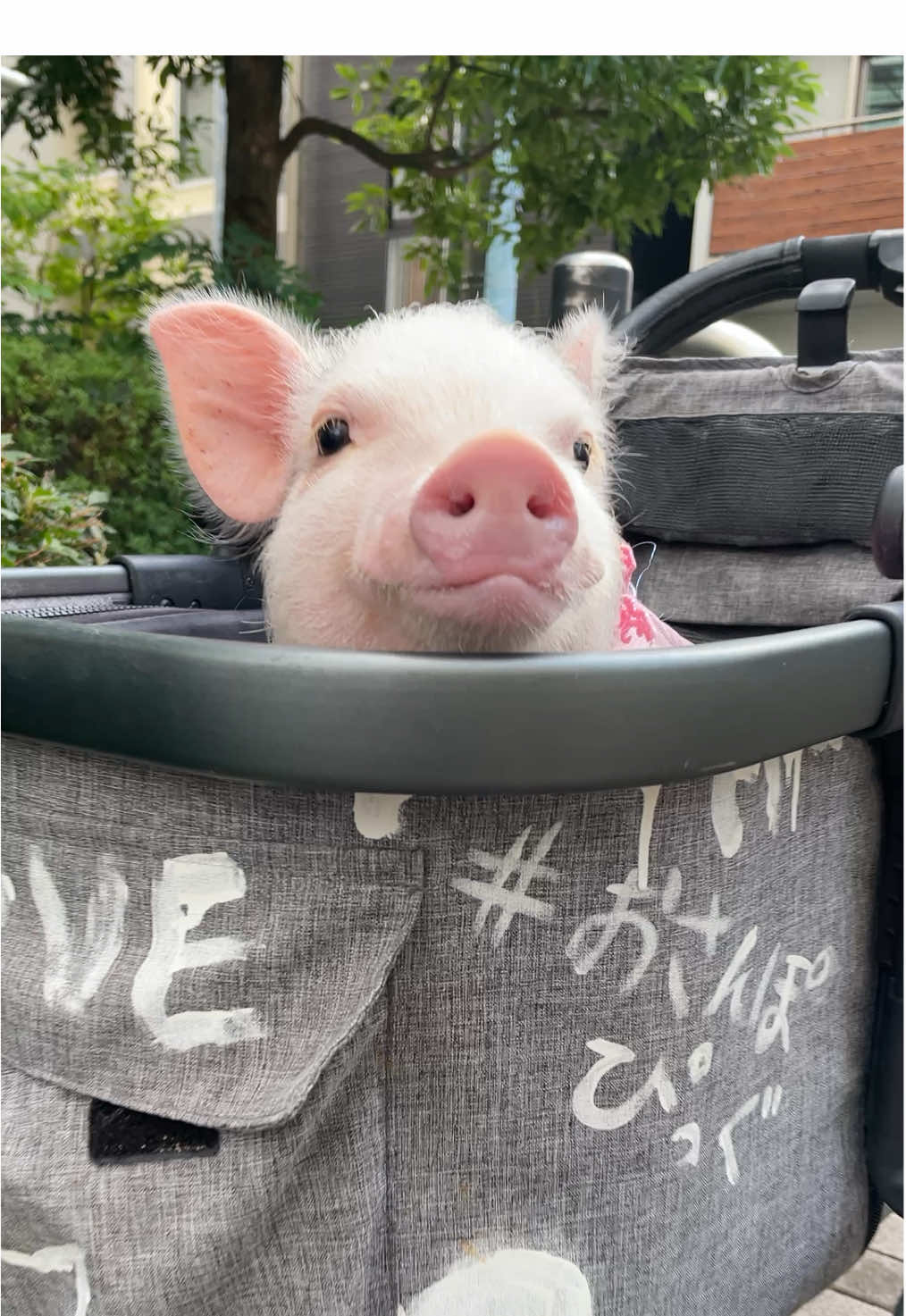@pignic