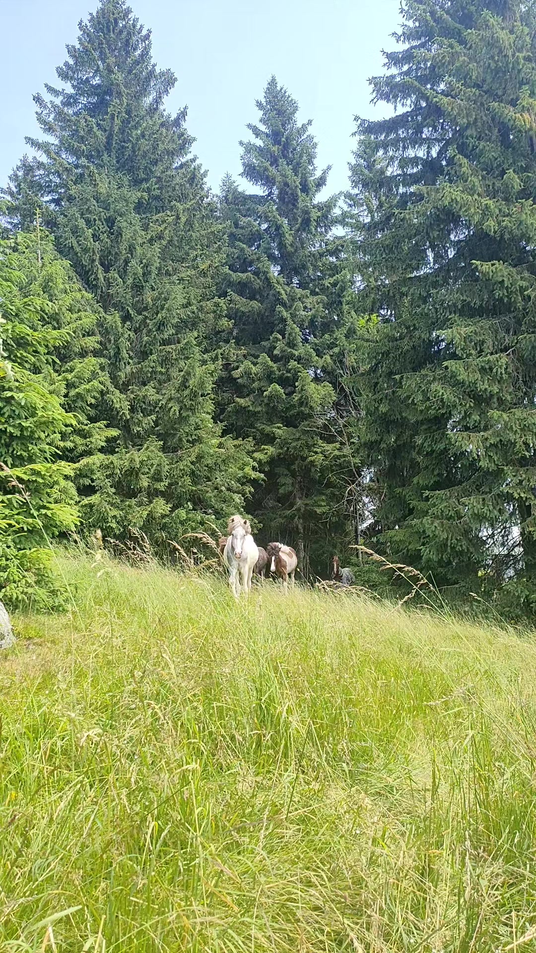 @RIEDELSBACHER