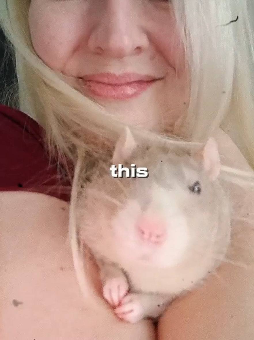 @thecuriousrats