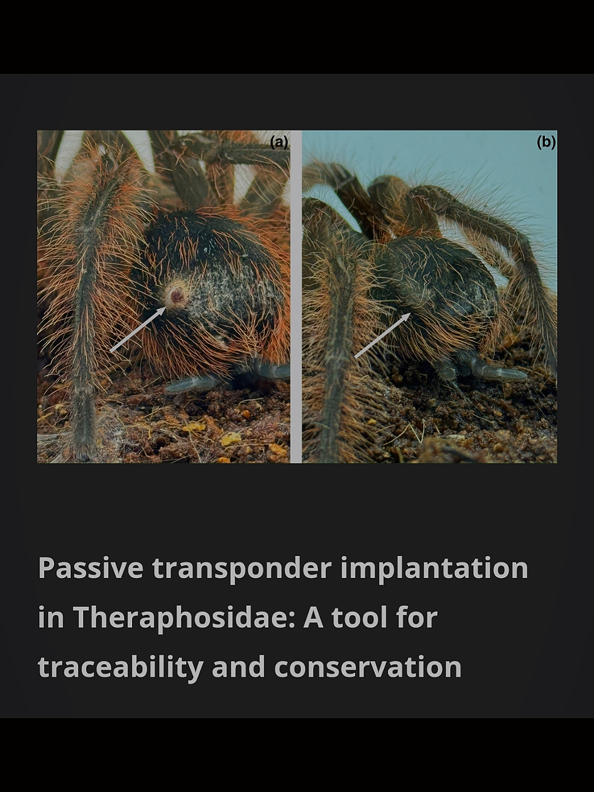 @robs BIG SPIDERS!!!