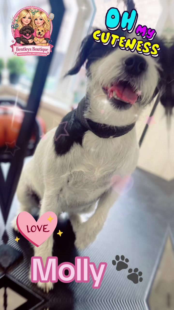@Bentleys Boutique Pet Groomers