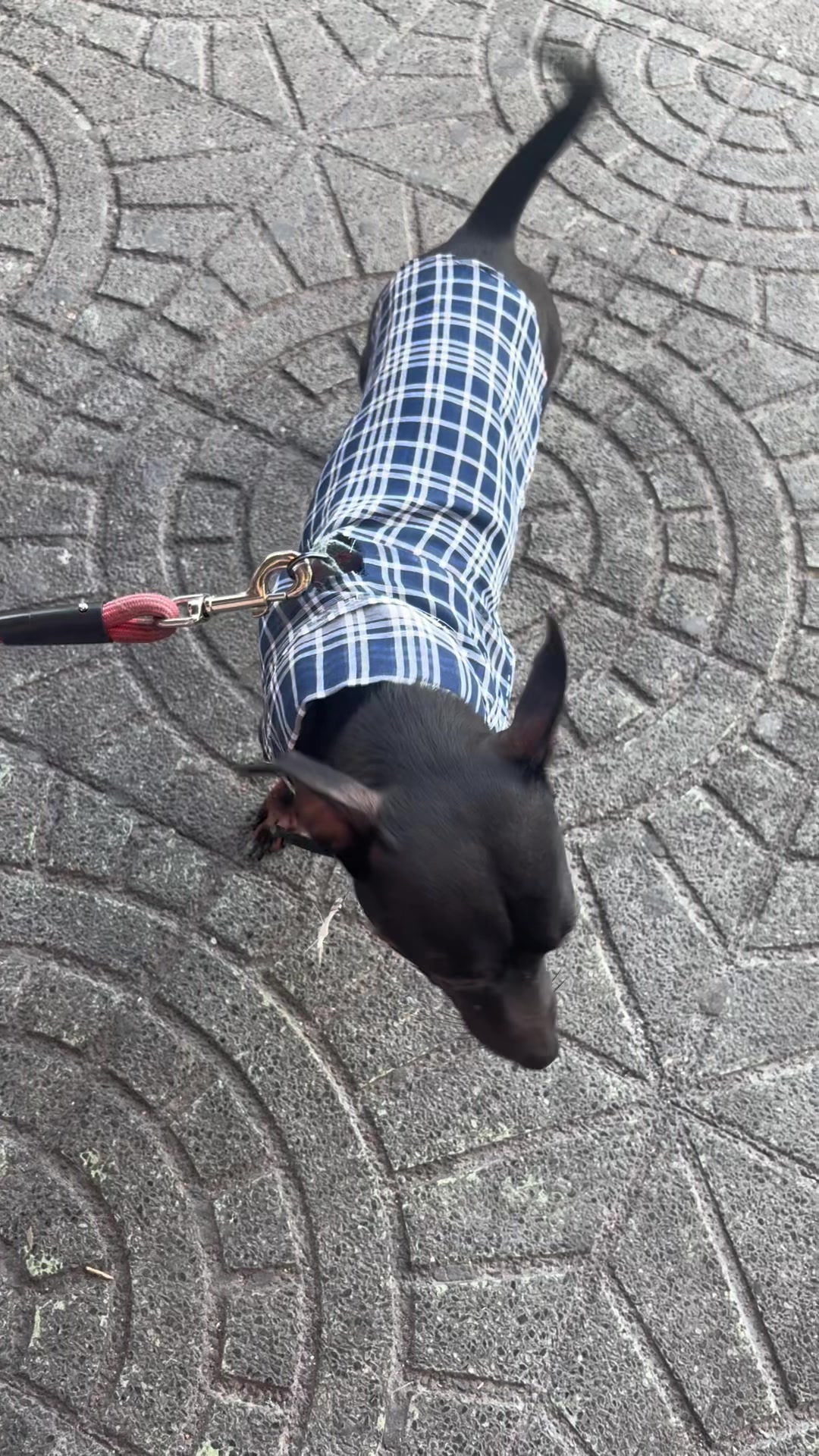 @PanDOGuitos 🐶
