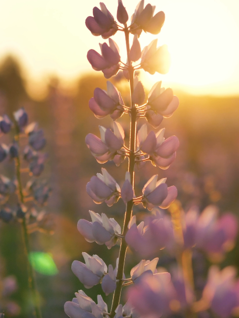 @Soothing Relaxation