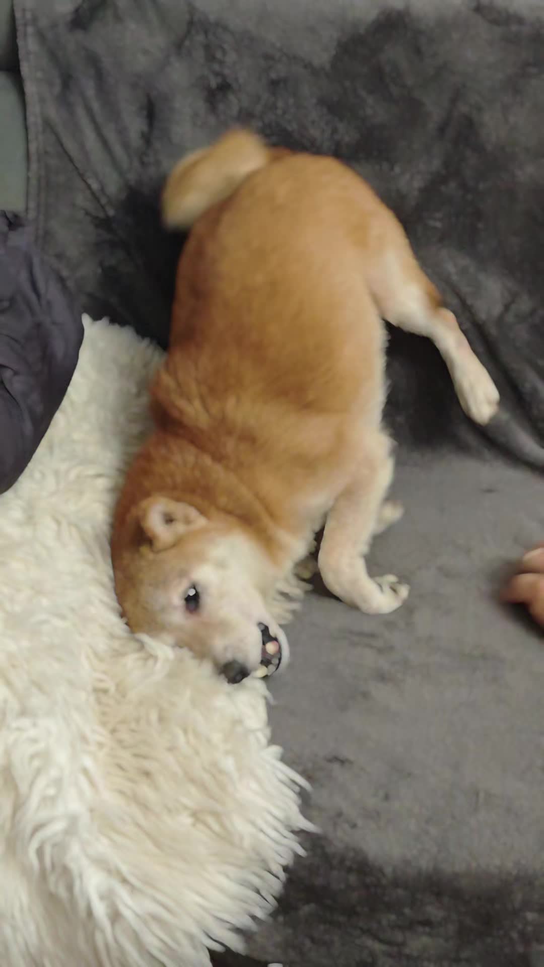 @Spirit of Asia Kennel