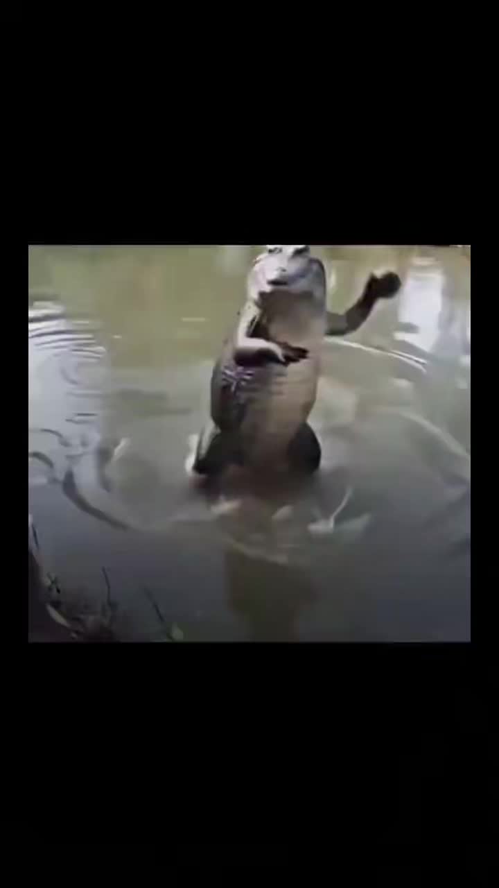 @🐉rawr&clubs;️