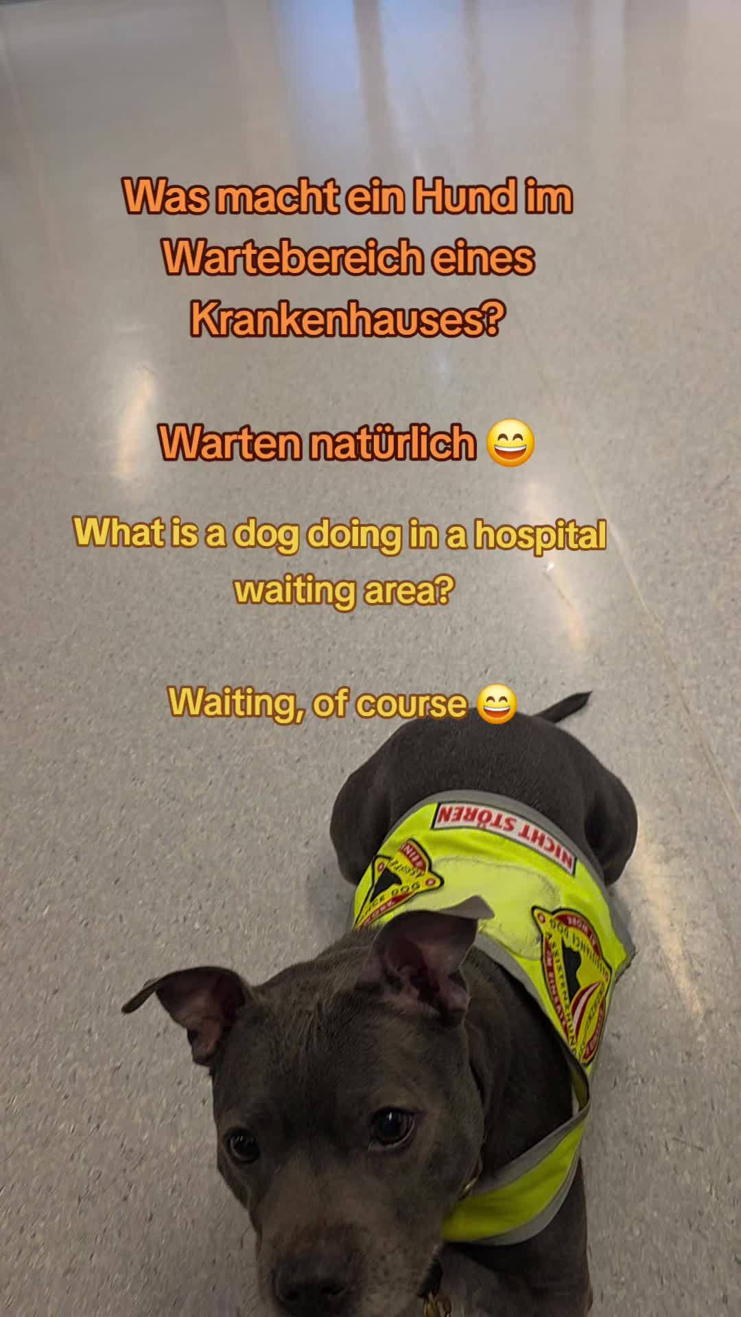 @Zara Alukanija Kiyomi 🐕🐾
