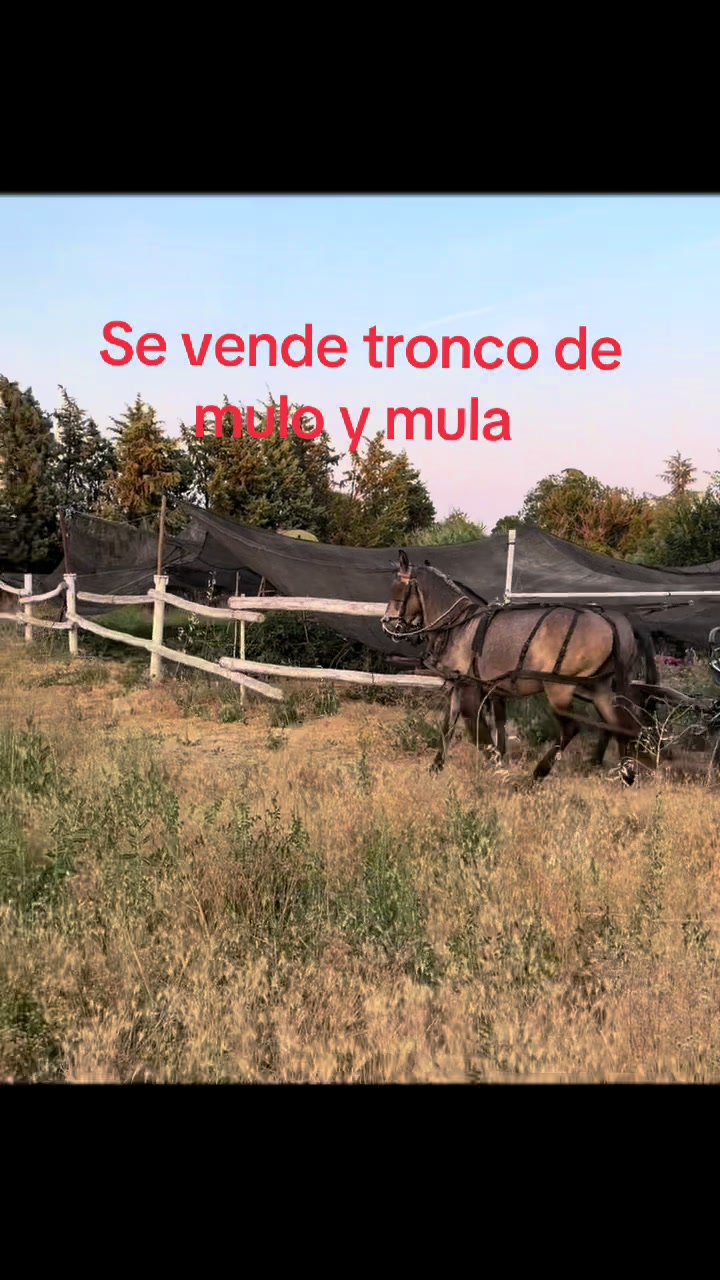 @Paco Almazán Lechuga