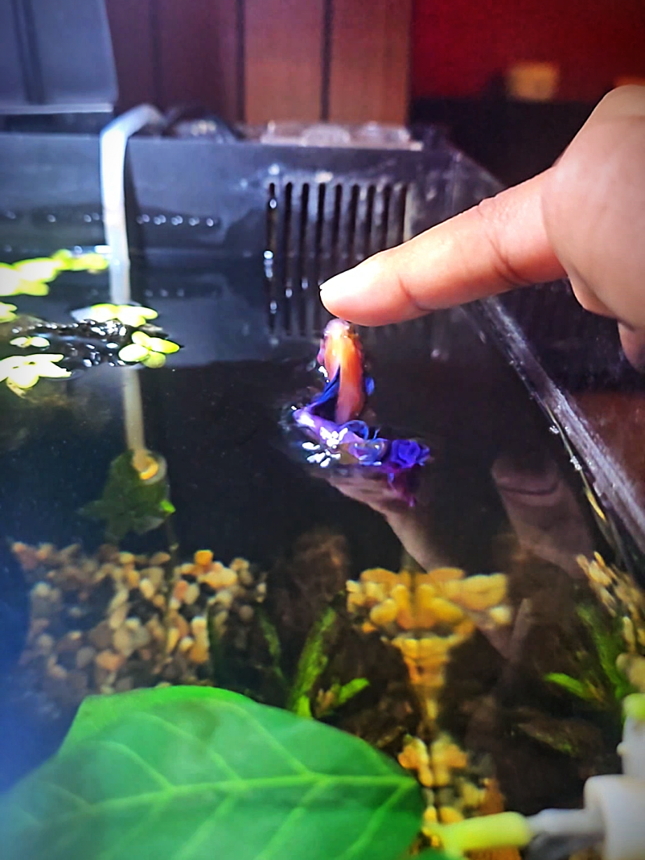 @NebulaTheBetta