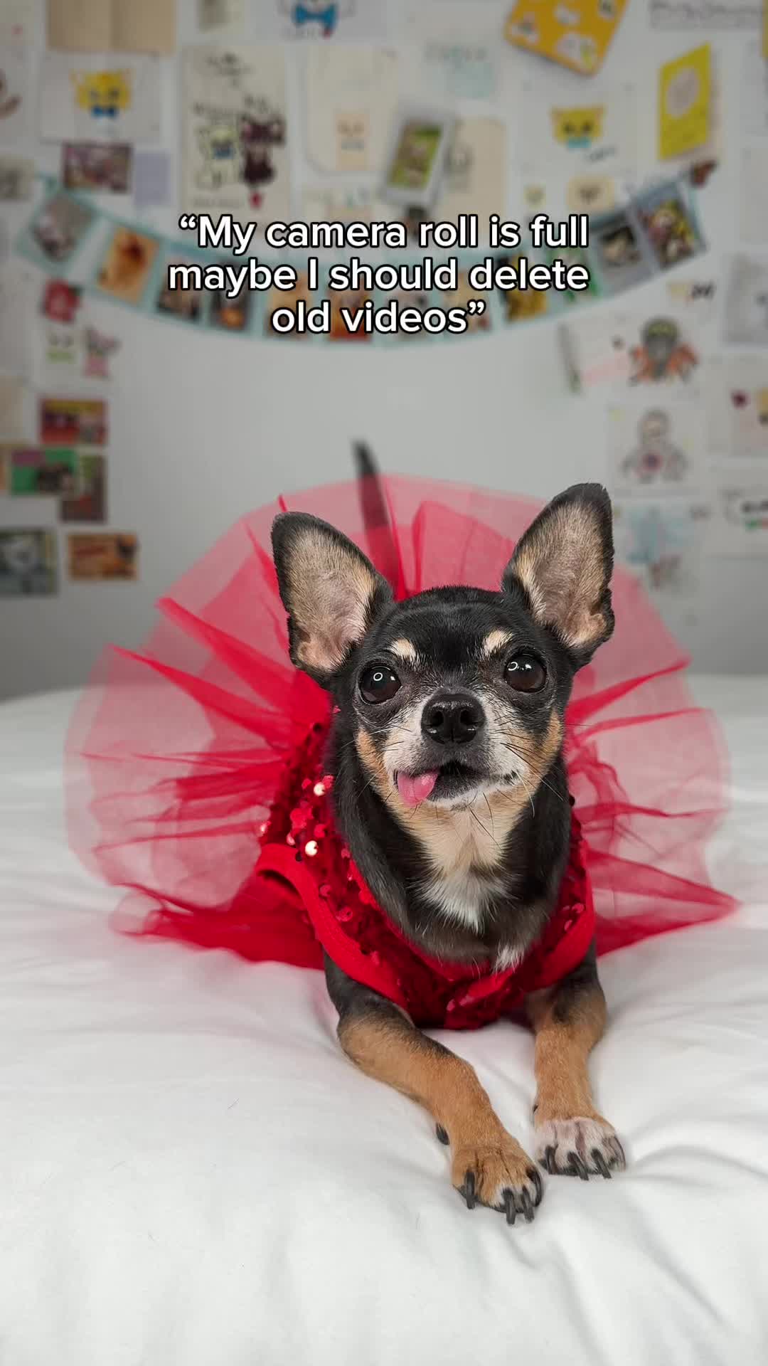 @Tiny Chihuahua Cedric & Maya