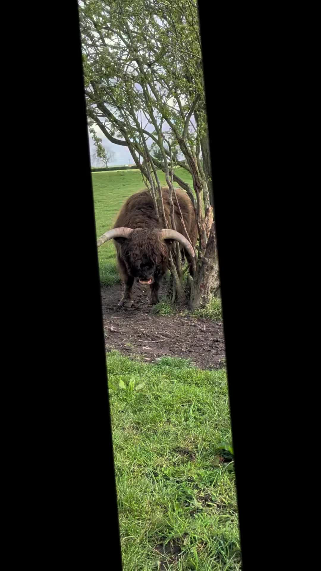 @Dumble Farm Highland Cows
