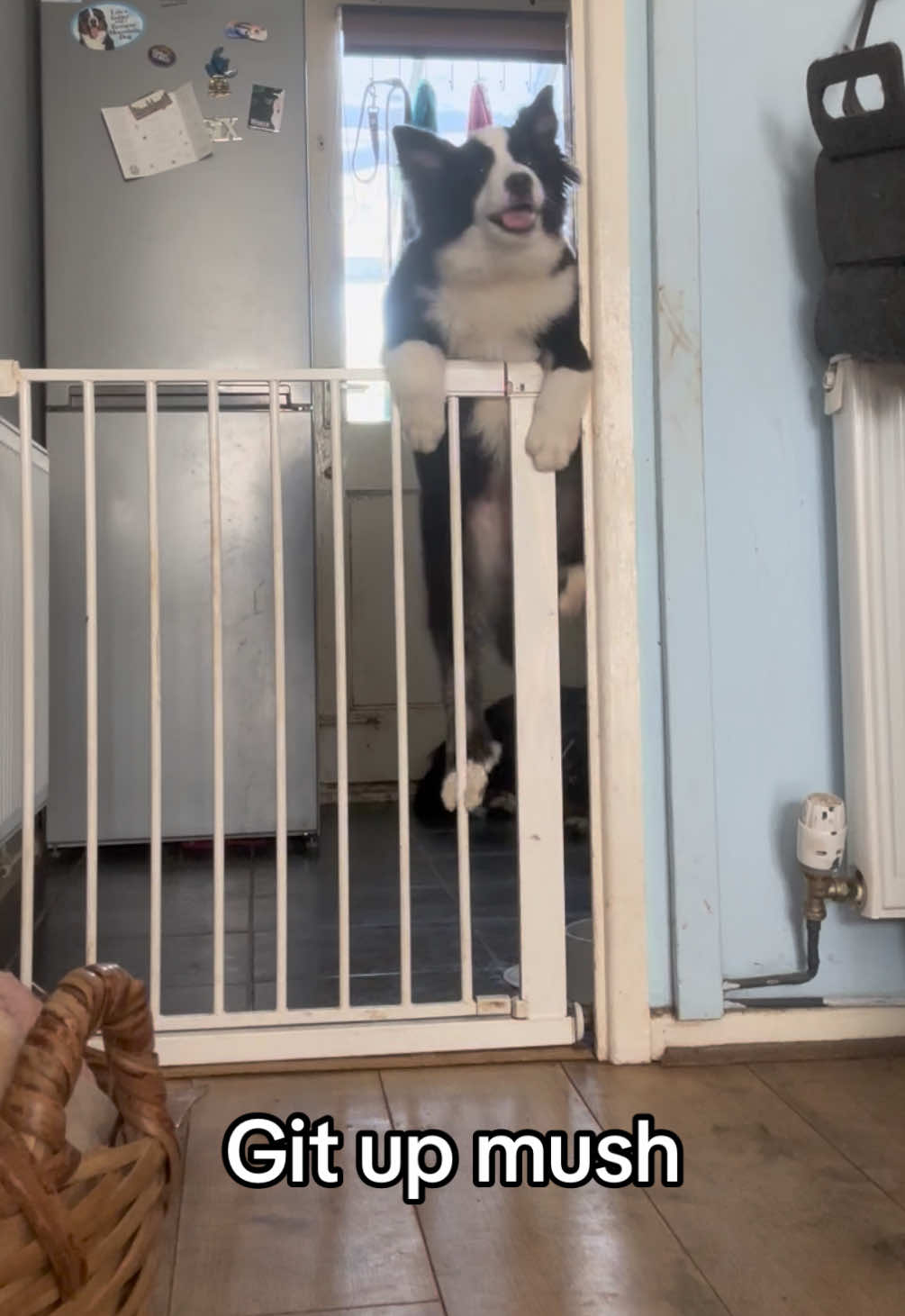 @Bramble, Ivy and Gino
