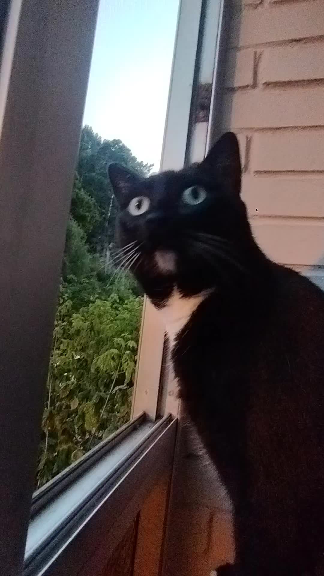 @La loca de los gatos