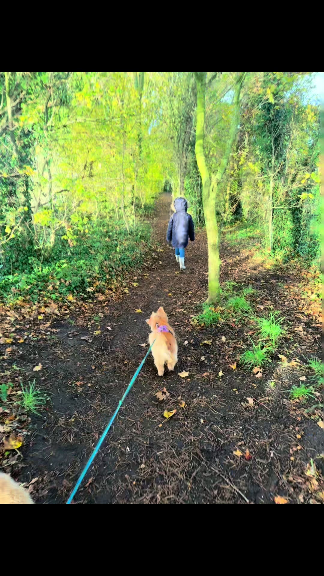 @Emma&rsquo;s Dog Walking