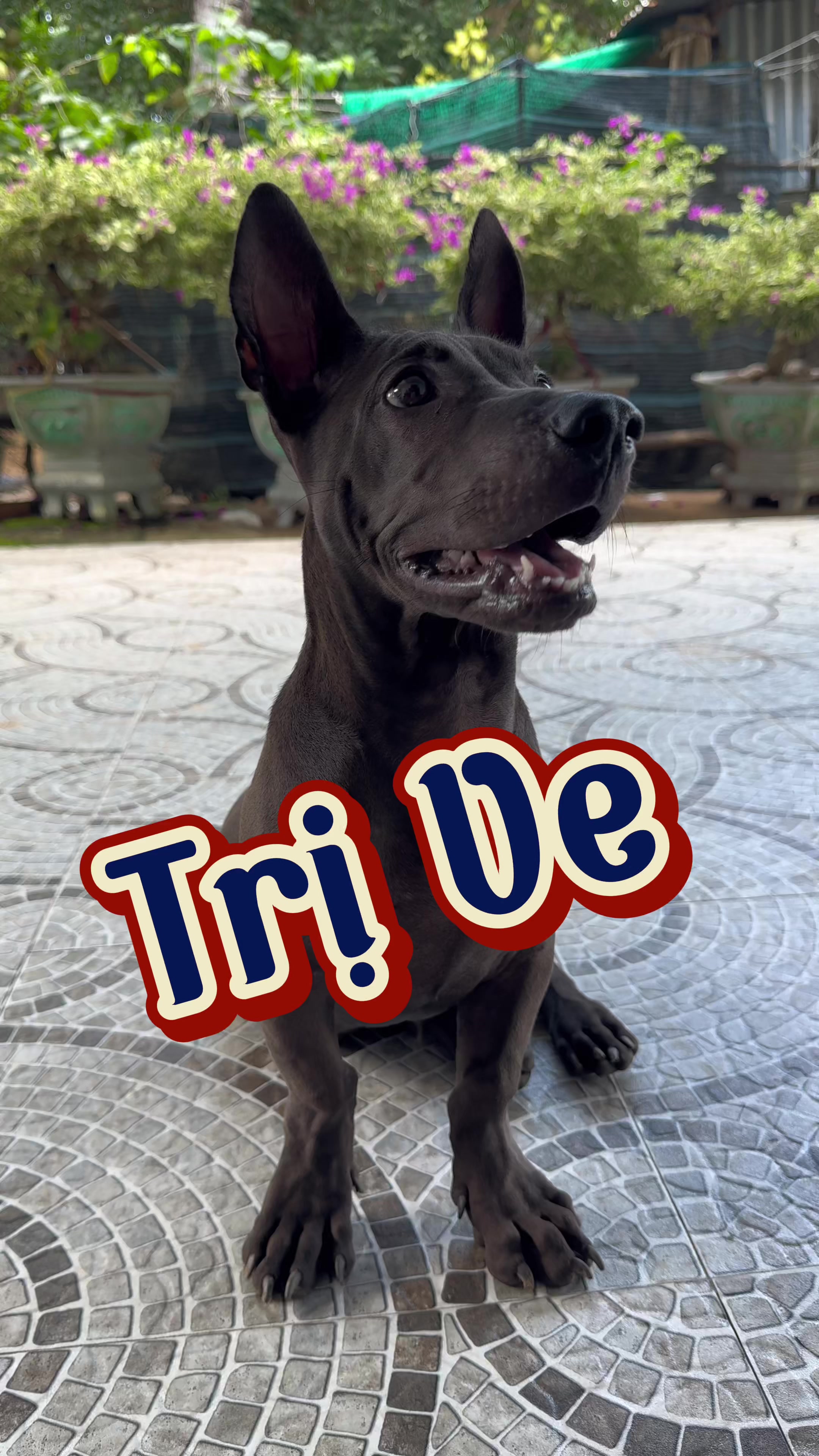 @Tâm Chó Cỏ 🦮