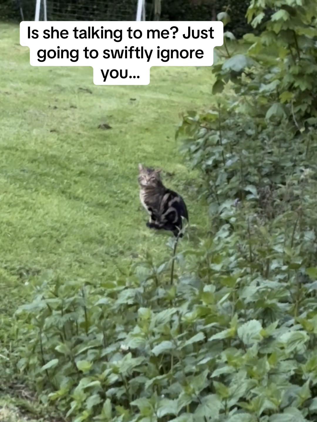 @Em feat. Mister & Mimi (cats)