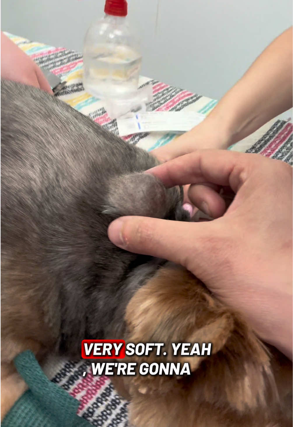 @Tomasthevet