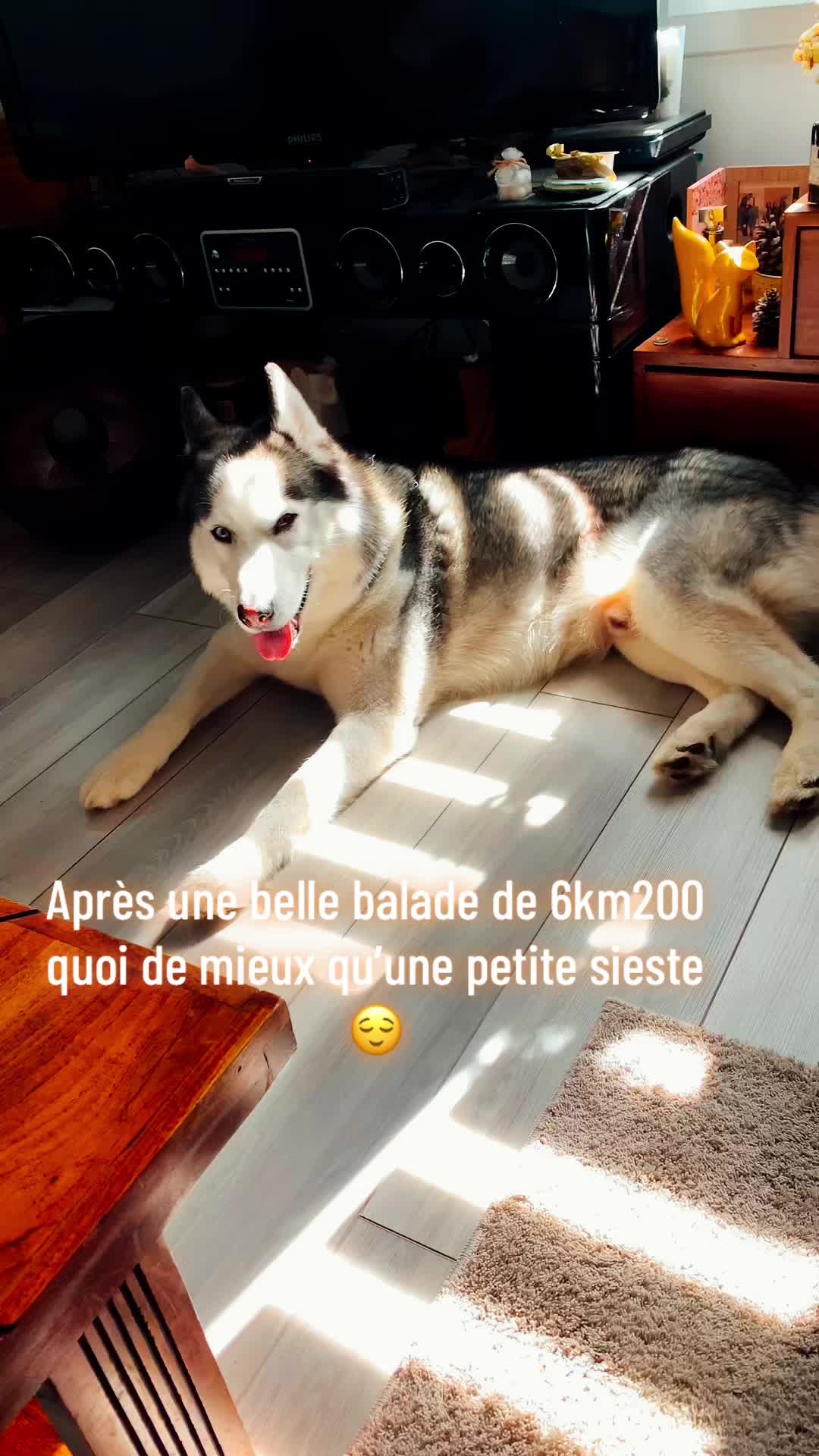 @🐺 PAKO Husky Sibérien